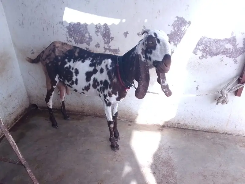 Achi breed ki bakri hy with 06 Months children pair. — photo 8