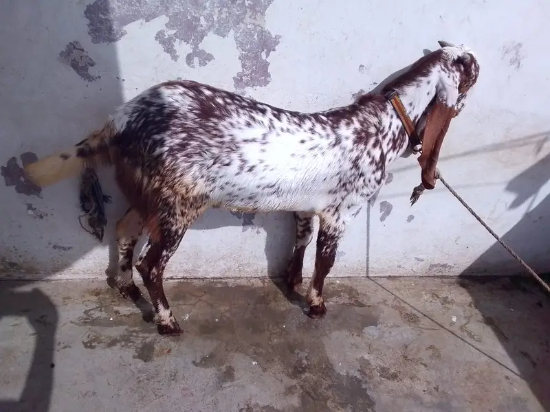 Achi breed ki bakri hy with 06 Months children pair. — photo 9