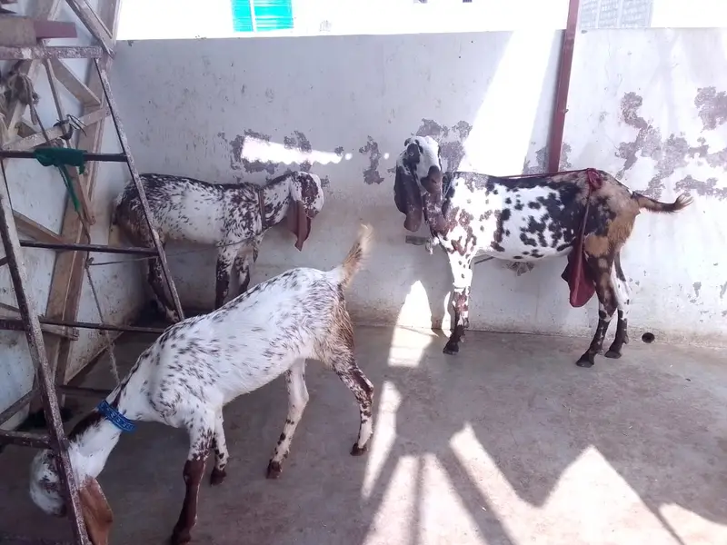Achi breed ki bakri hy with 06 Months children pair. — photo 10