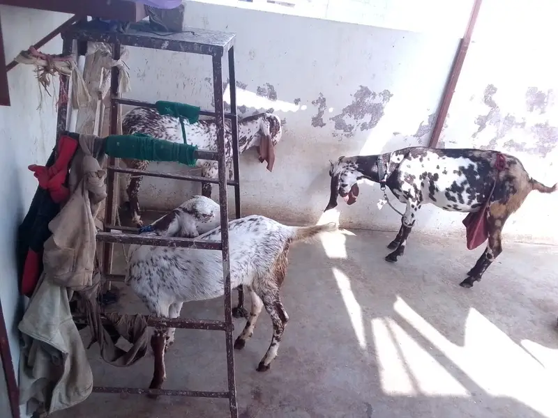Achi breed ki bakri hy with 06 Months children pair. — photo 11