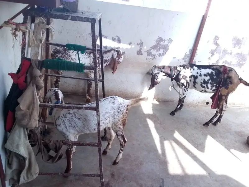 Achi breed ki bakri hy with 06 Months children pair. — photo 12