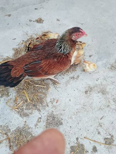 Aseel Murgi with chicks