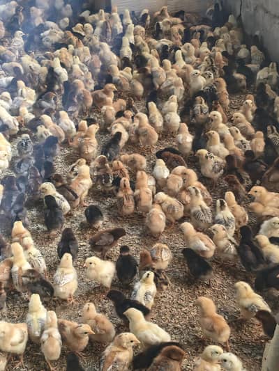 golden misri chiks available