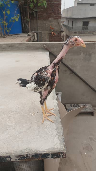 Aseel thai cross patha