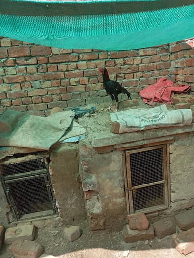 aseel murgha for sale, exchange