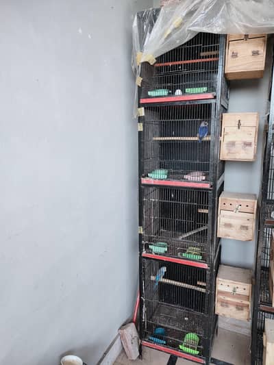 4 portions cages and lovebirds