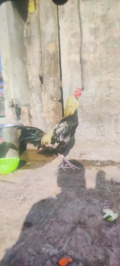 jawa aseel murga| very nice quality