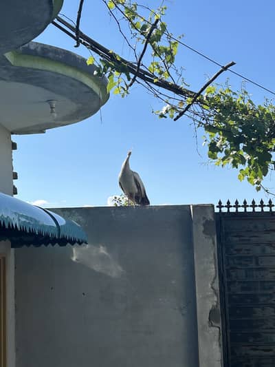 Pecock Morni Breader Female 100% gurented