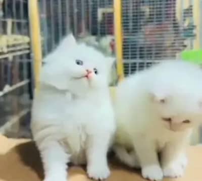Persian female kitten for sale Delivery available0320 l Pakistan