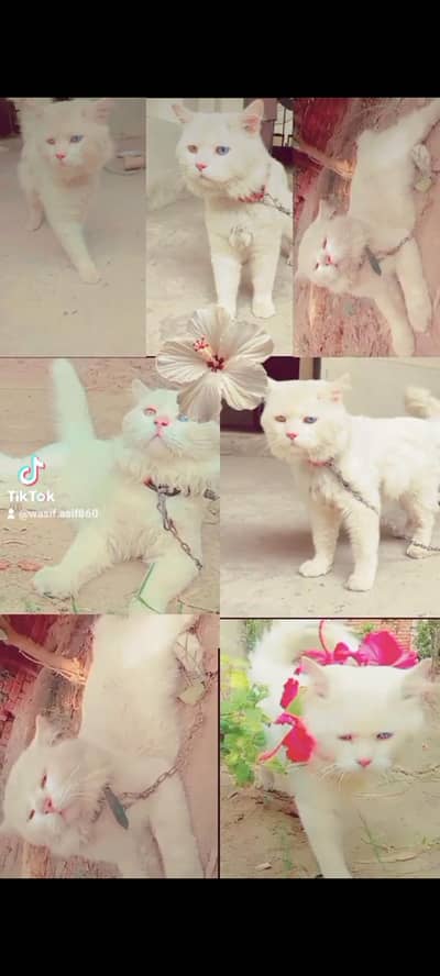 good thing in all Pakistan