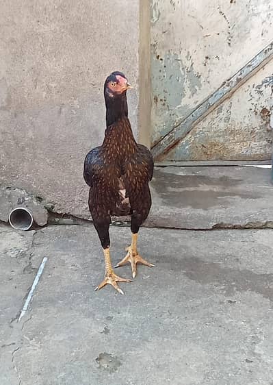 Healthy and Active urgent sell 03187143894 Whatsapp or call