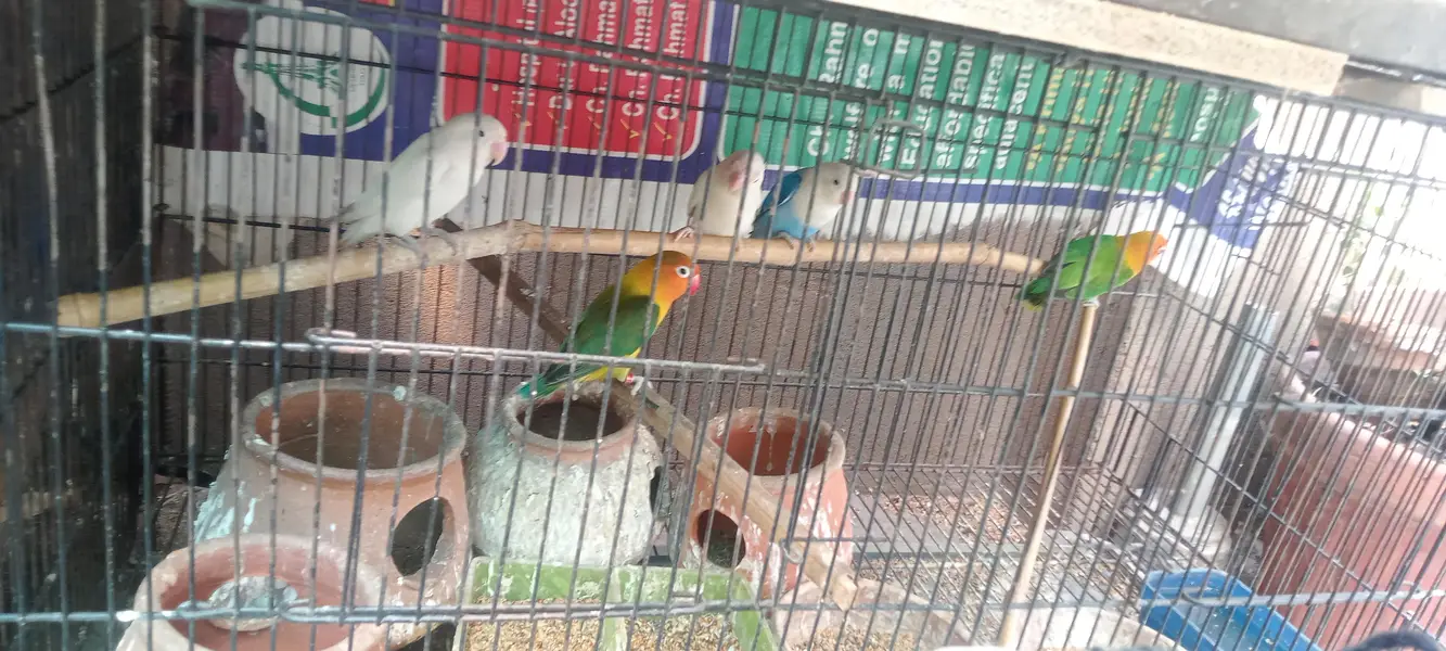 LoveBirds Pair