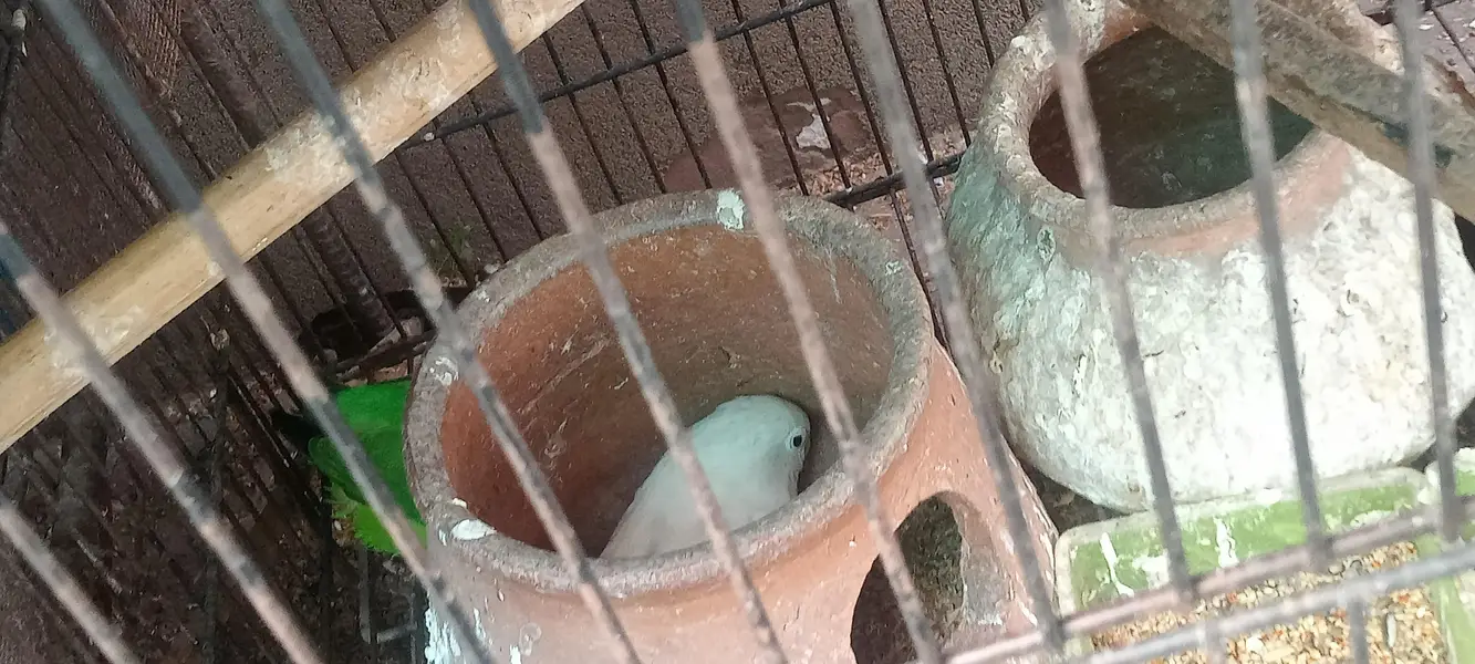 LoveBirds Pair — photo 2