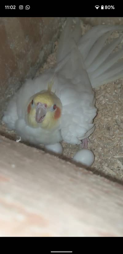 Cockatiel Breeder Pair