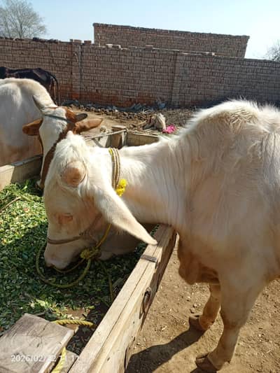 Bachra for Eid ul adha 2026&27