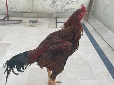 Aseel murgha Pakoya cross