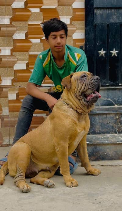 South African borehole 03234696626