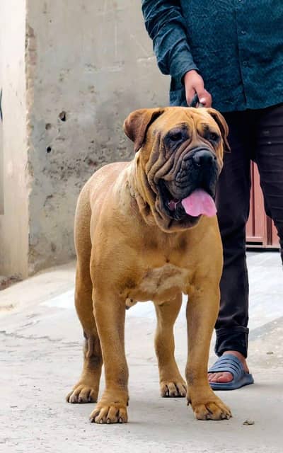 South African borehole cane corso Caucasian Shepherd alabai03234696626