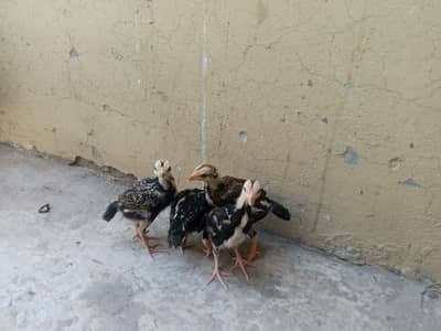 Jawa Aseel Pure Chicks