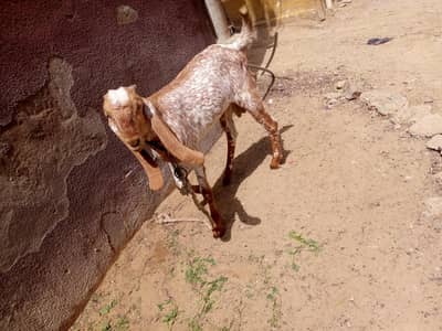 pure makachini dabal haddi