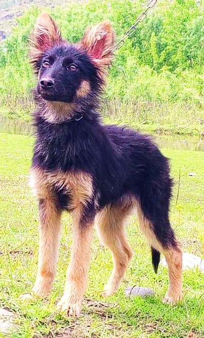 German Shepherd female double coat for sale