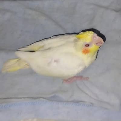 Cockatiel / cocktail / chick for hand tame fly tame