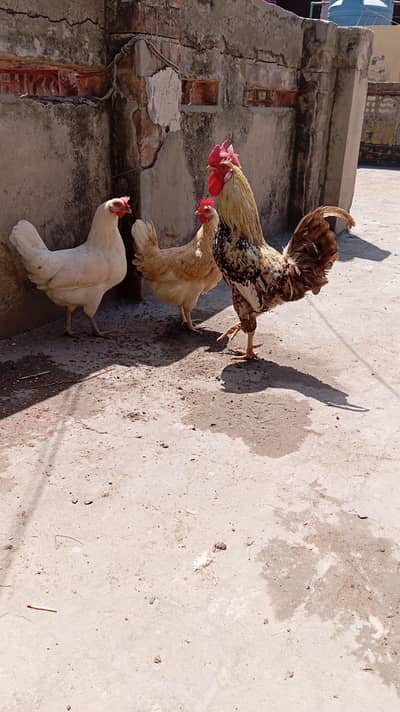 Desi hens