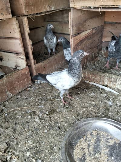 teddy chicks for sale