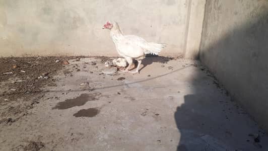 Pure Paper White Blue eys Heera Chicks بلیو آئ ہیرا اصیل چکس