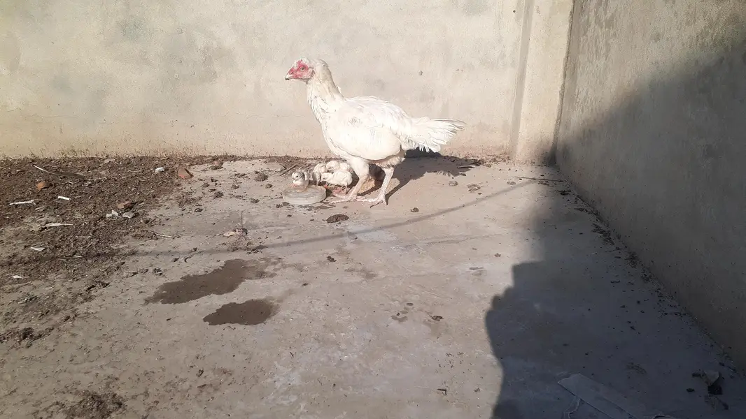 Pure Paper White Blue eys Heera Chicks بلیو آئ ہیرا اصیل چکس — photo 5