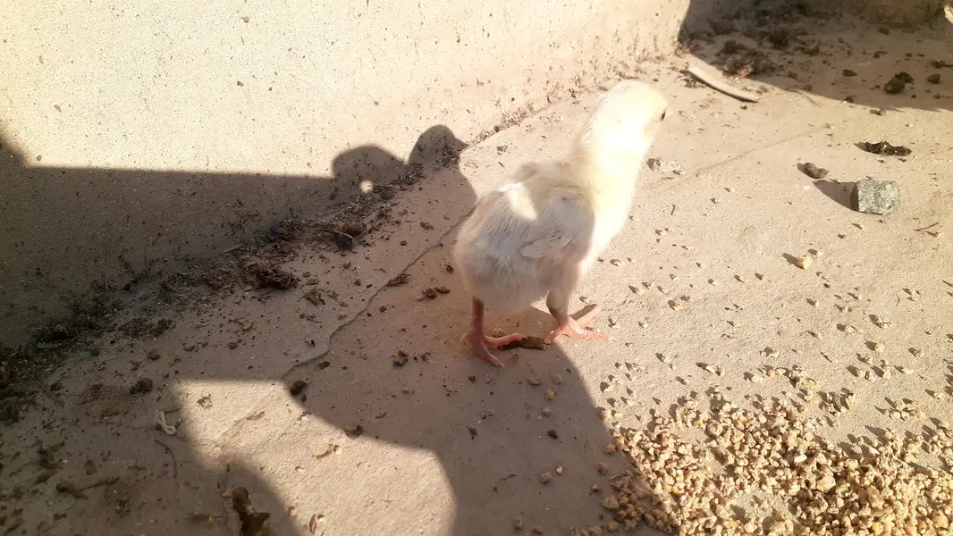 Pure Paper White Blue eys Heera Chicks بلیو آئ ہیرا اصیل چکس — photo 8
