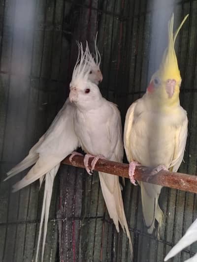 Breeder Male Good Size