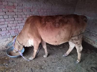4dant boht pyari buchri hai qurbani k lia