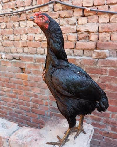 % Pure Black Thai Murghi Shoqeen Hazrat ke liye jaldi rabta kare