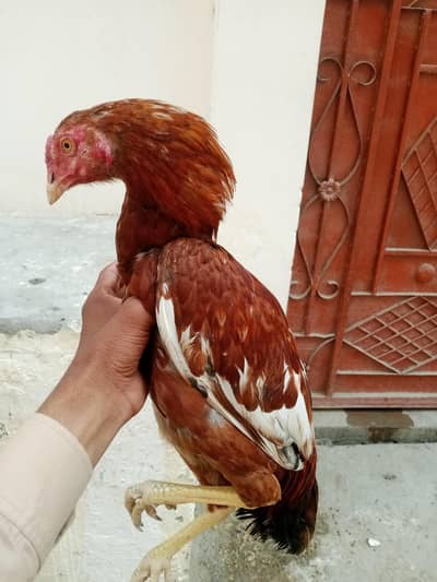 Aseel patha Available hai