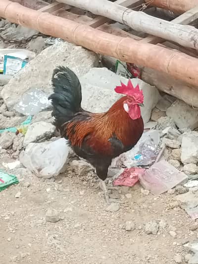 Aseel patha Available hai