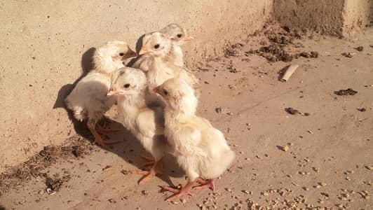 Paper White blue Eyed Heera Aseel chicks ہیرا اصیل چکس