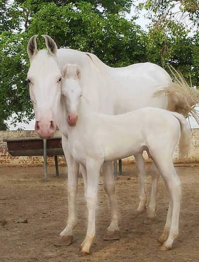 | white Nukra wachra | Nukra wachra  | Arabic Ghora | Horse For Sale