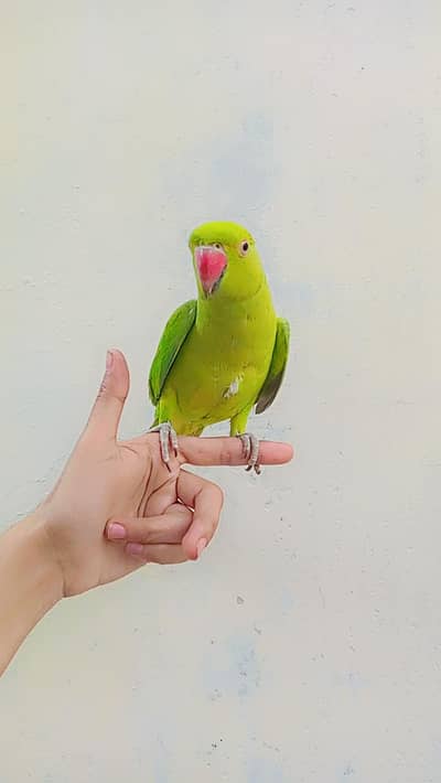 Rose Ringed parakeet Parrot