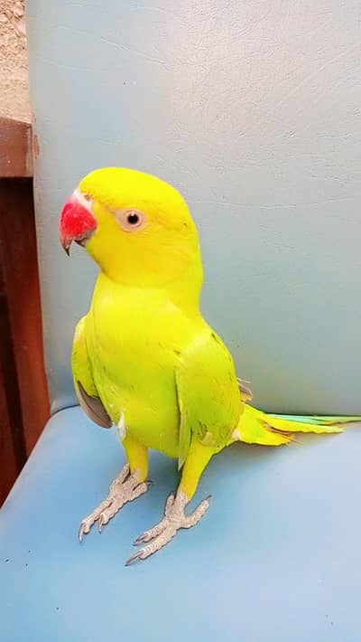 Rose Ringed parakeet Parrot