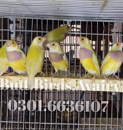 Lutino Goldian Female