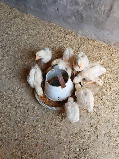 paper white heera  Chicks Aseel chicks  Aseel chozy