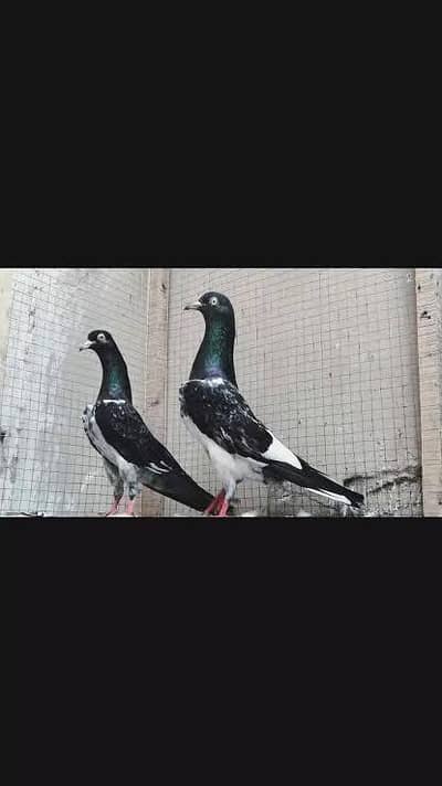 aoa mara pass royal teddy kabootr h or ak teddy 41 number axhi nsal wa