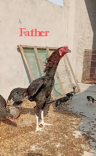 KAMALIA THAI CHICKS FOR SALE