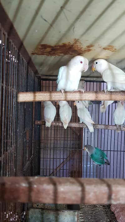 albino parblue bluefeshri 03447884589