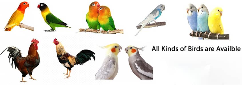 1 Breader pair  of love birds with eggs  Australin pathy & Breader pai