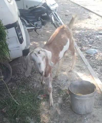 mashallah 4 danth gaben phet