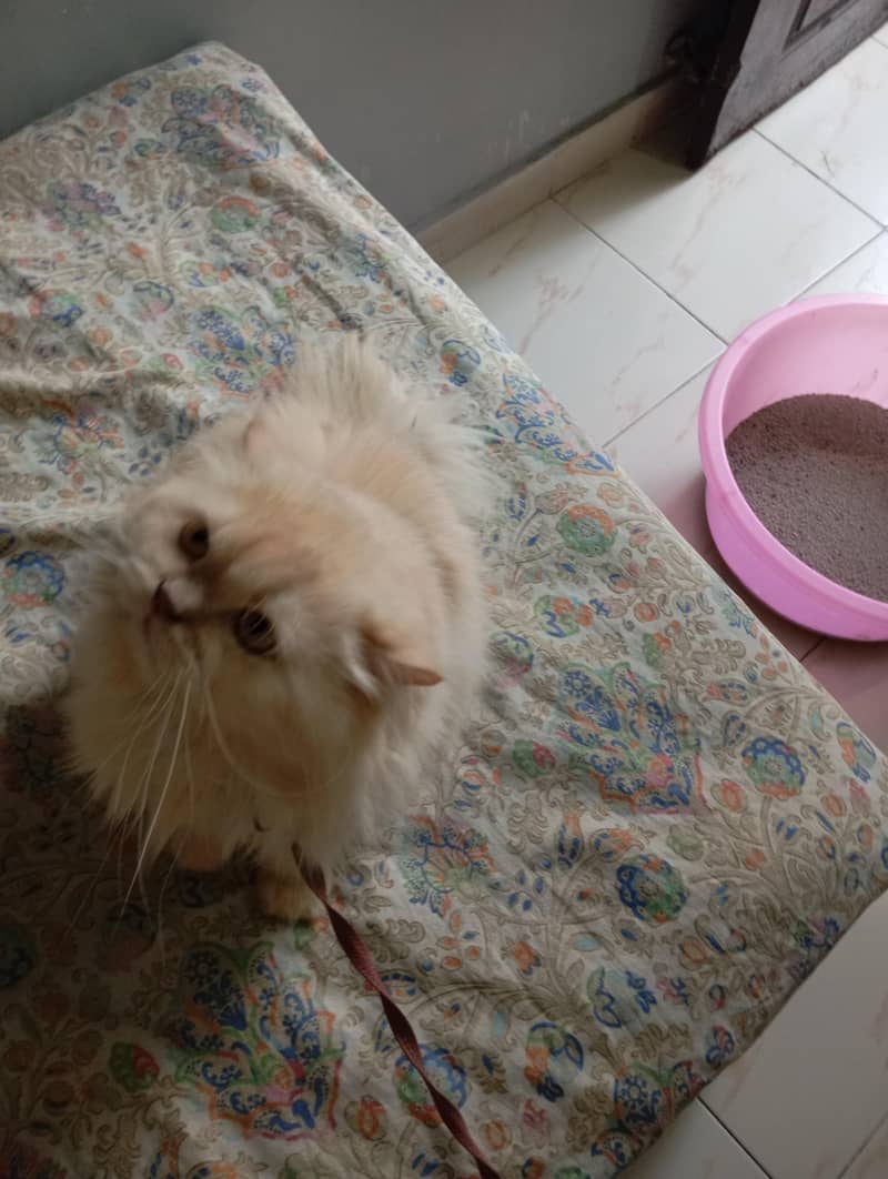 Persian cat mel 0