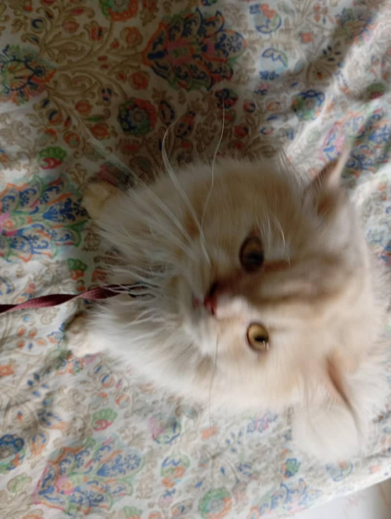 Persian cat mel 3