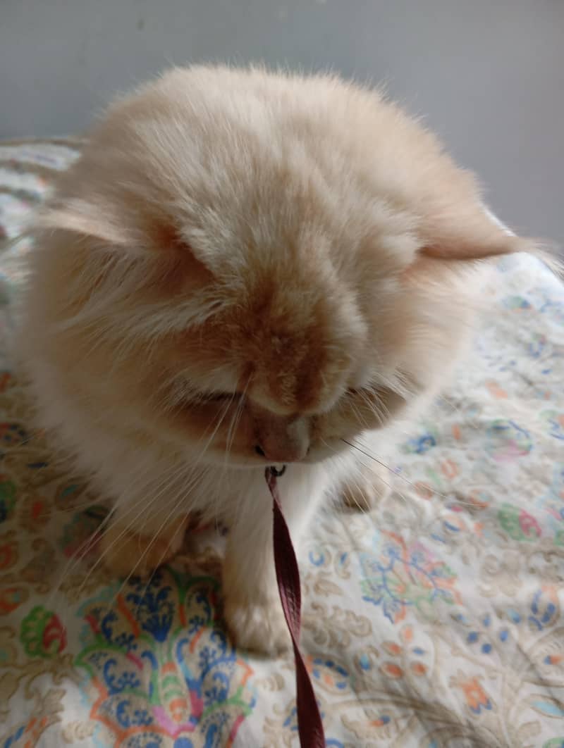 Persian cat mel 4